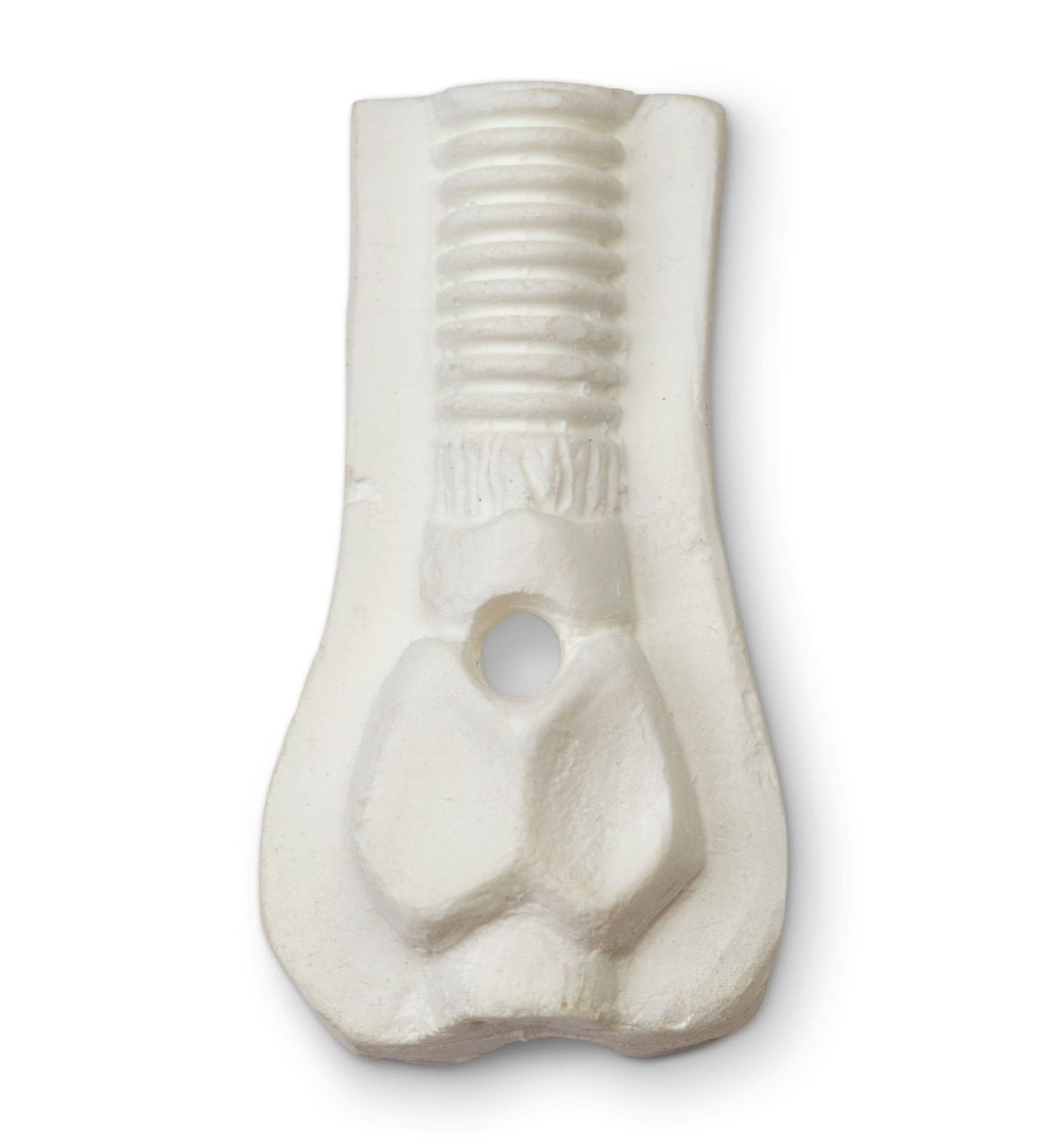 Three-year-old Trachea