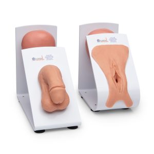 Male and Female Catheter Model Set