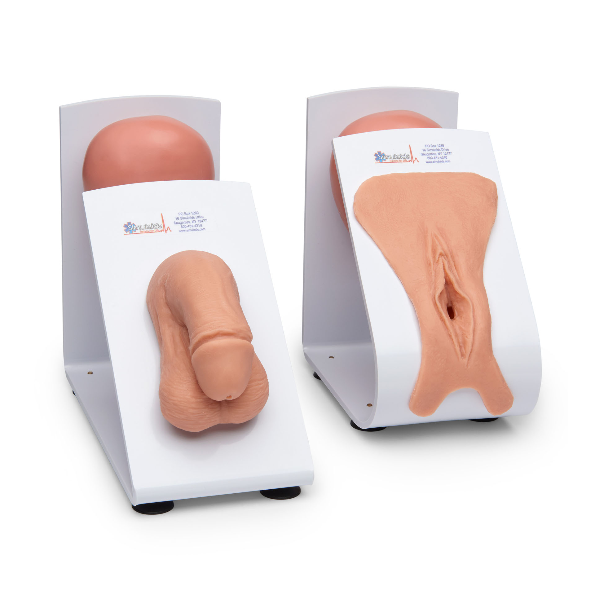 Male and Female Catheter Model Set